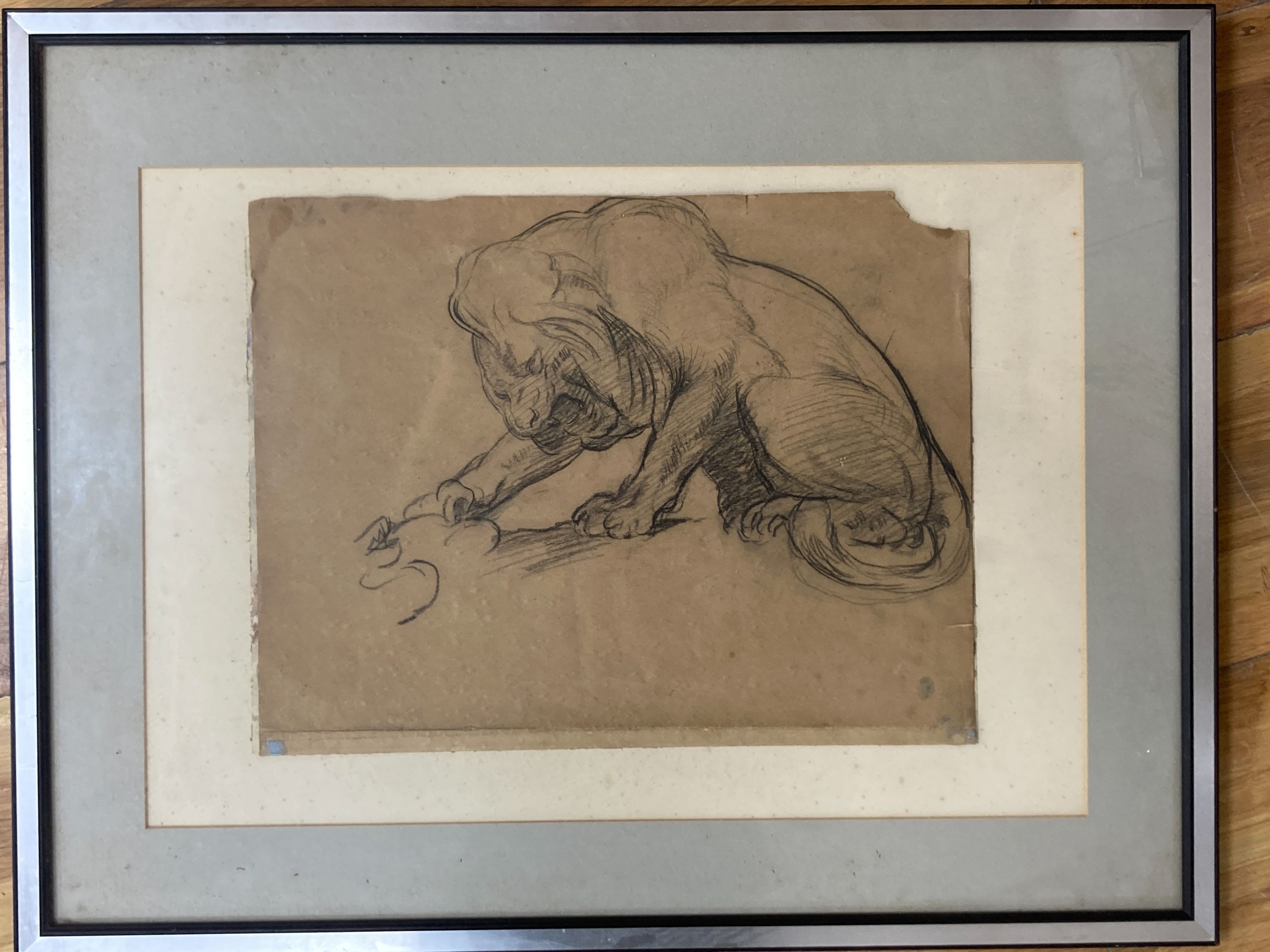 Early 20th century English school, charcoal drawing, Study of a lion, 27 x 35cm.